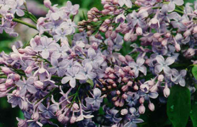 lilacs.jpg